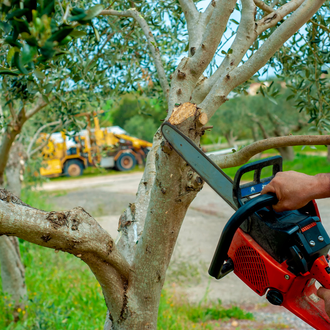 Élagage d'arbre par notre paysagiste à Marignane